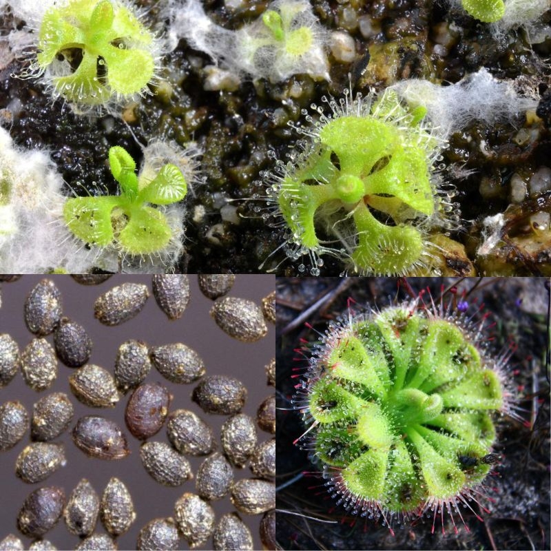 Beo dat Drosera burmannii