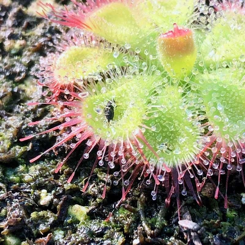 Beo dat Drosera burmannii