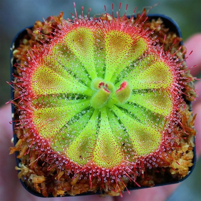 Beo dat Drosera burmannii