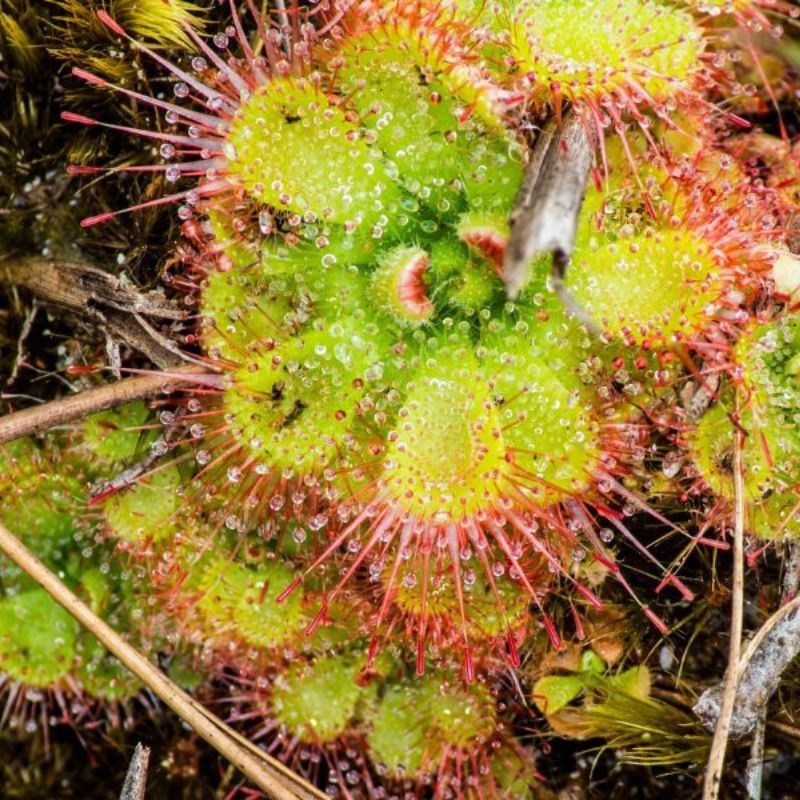 Beo dat Drosera burmannii