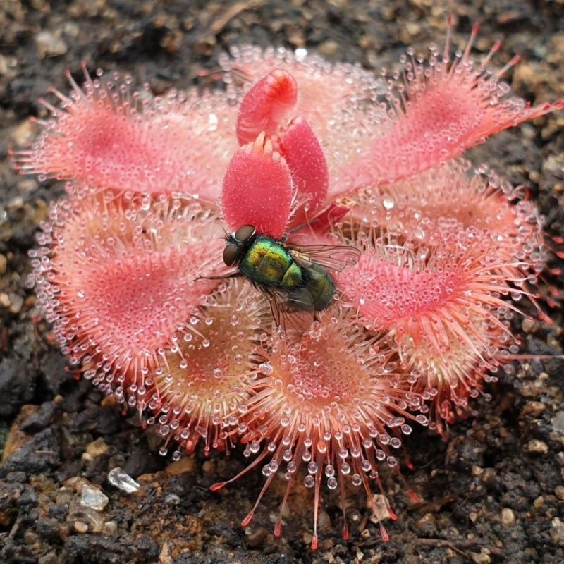 Beo dat Drosera burmannii