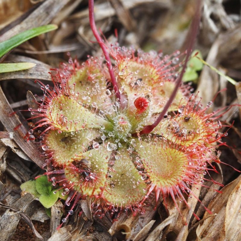 Beo dat Drosera burmannii