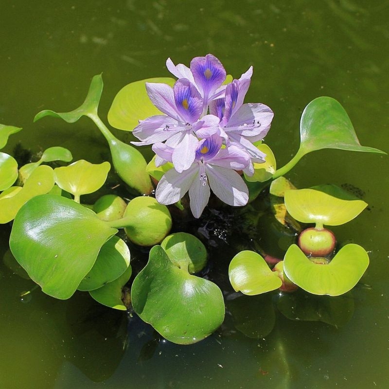 Bèo Nhật Bản Eichhornia crassipes Beo Nhat Ban Eichhornia crassipes