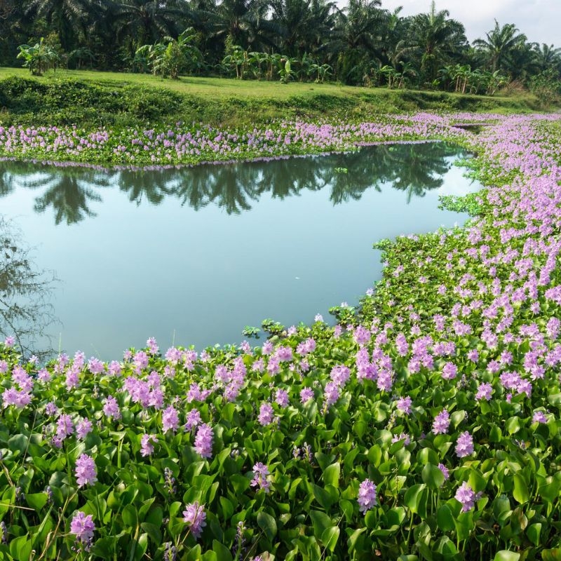 Bèo Nhật Bản Eichhornia crassipes Beo Nhat Ban Eichhornia crassipes