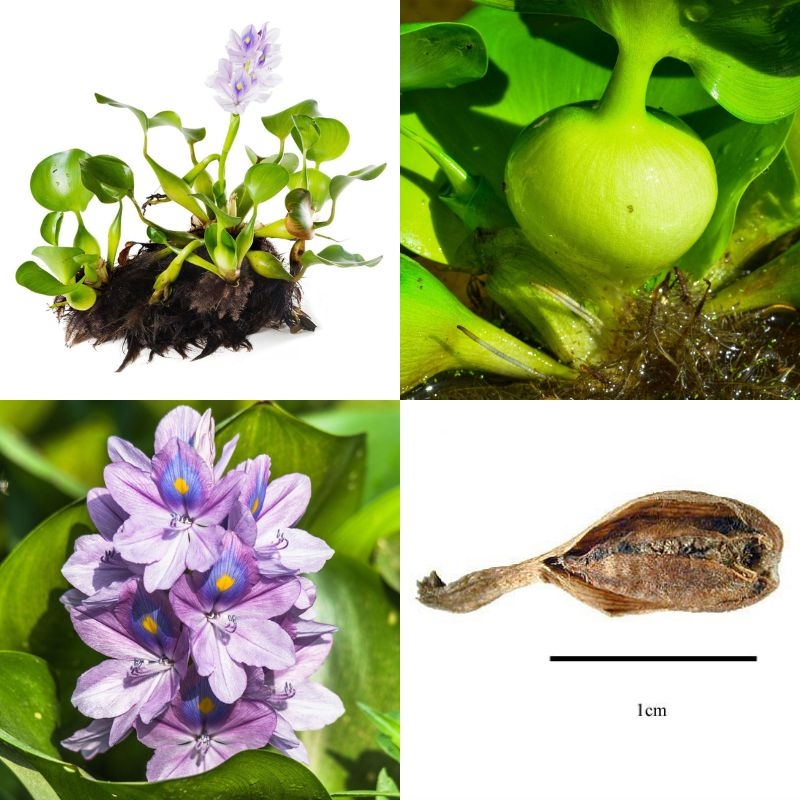 Bèo Nhật Bản Eichhornia crassipes Beo Nhat Ban Eichhornia crassipes