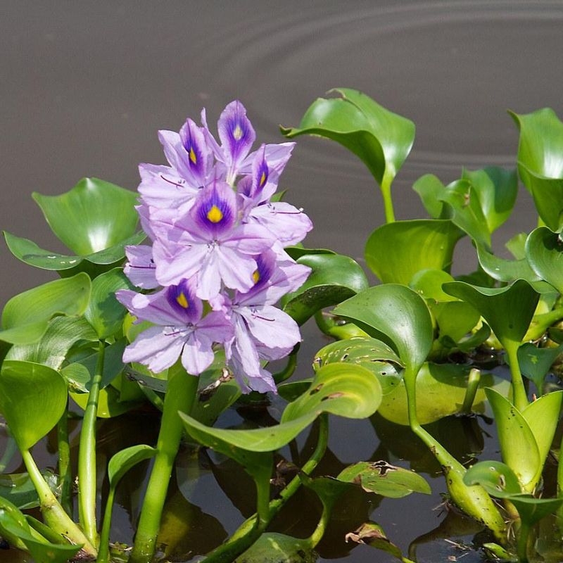 Bèo Nhật Bản Eichhornia crassipes Beo Nhat Ban Eichhornia crassipes