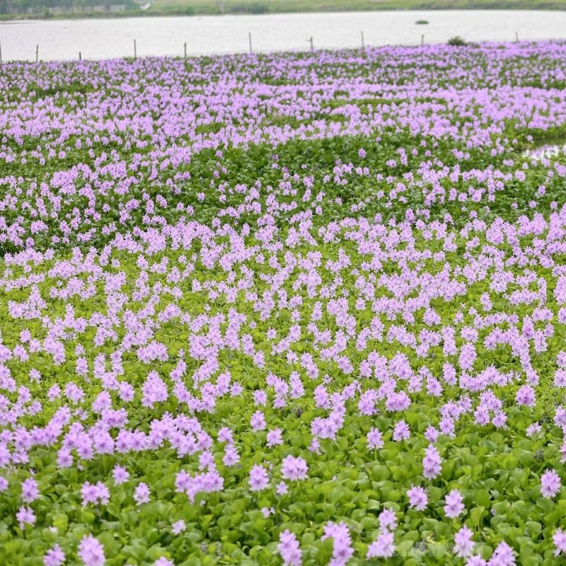 Bèo Nhật Bản Eichhornia crassipes Beo Nhat Ban Eichhornia crassipes