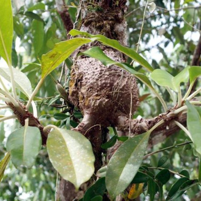 Bi ky nam Hydnophytum formicarum