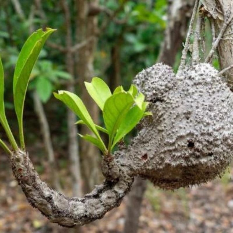 Bi ky nam Hydnophytum formicarum