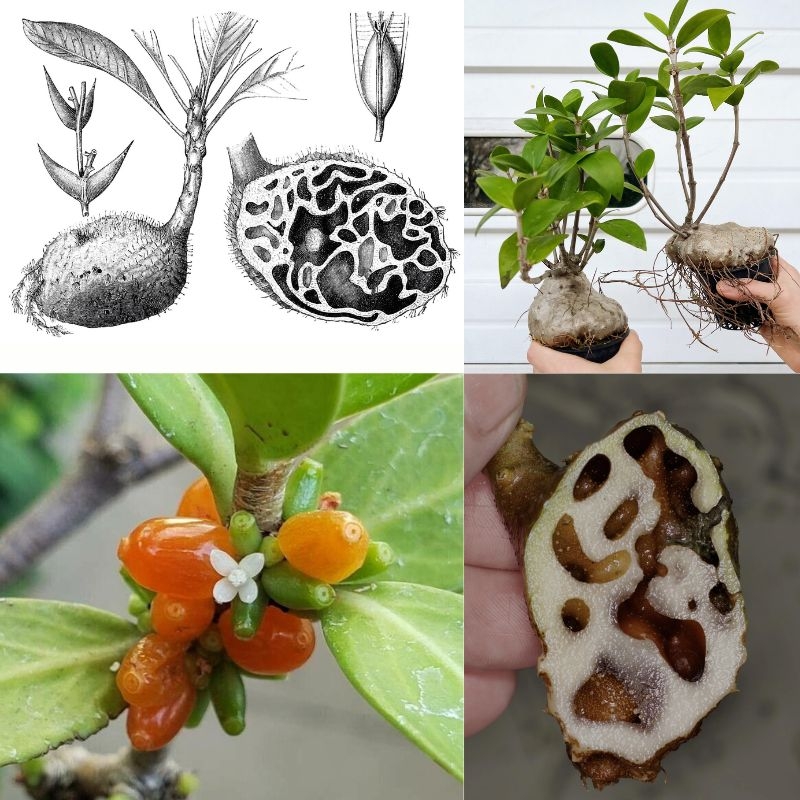 Bi ky nam Hydnophytum formicarum