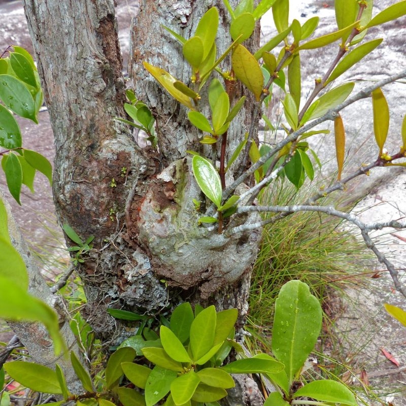 Bi ky nam Hydnophytum formicarum