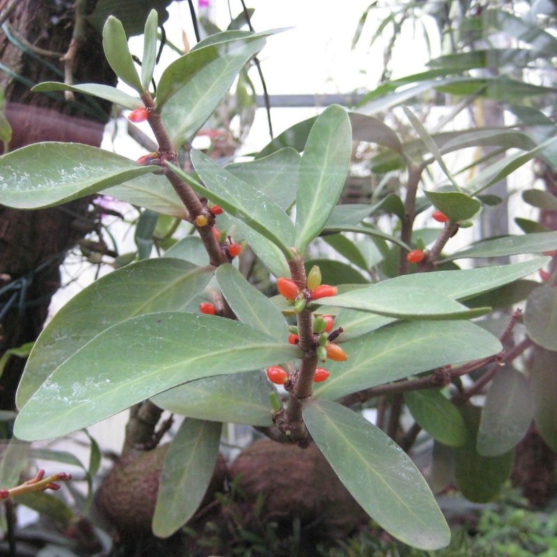Bi ky nam Hydnophytum formicarum