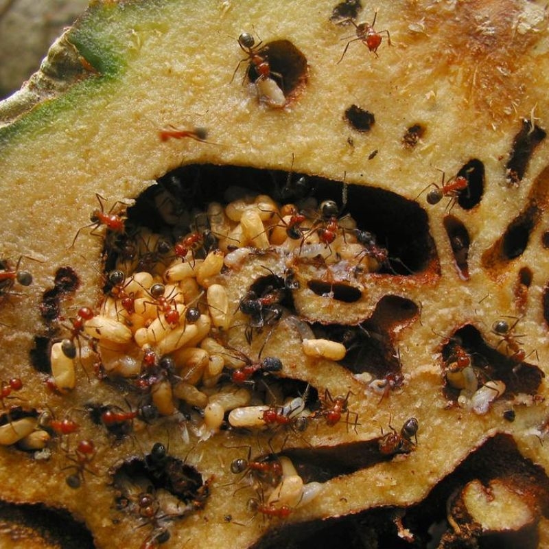 Bi ky nam Hydnophytum formicarum