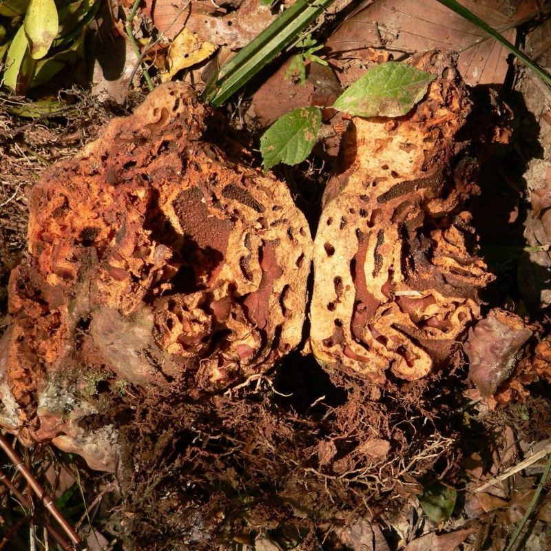 Bi ky nam Hydnophytum formicarum