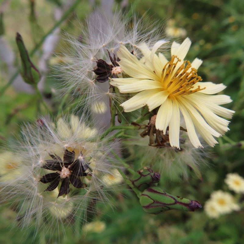 bo cong anh Lactuca indica