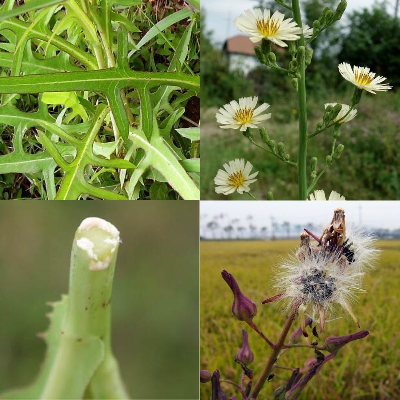 bo cong anh Lactuca indica
