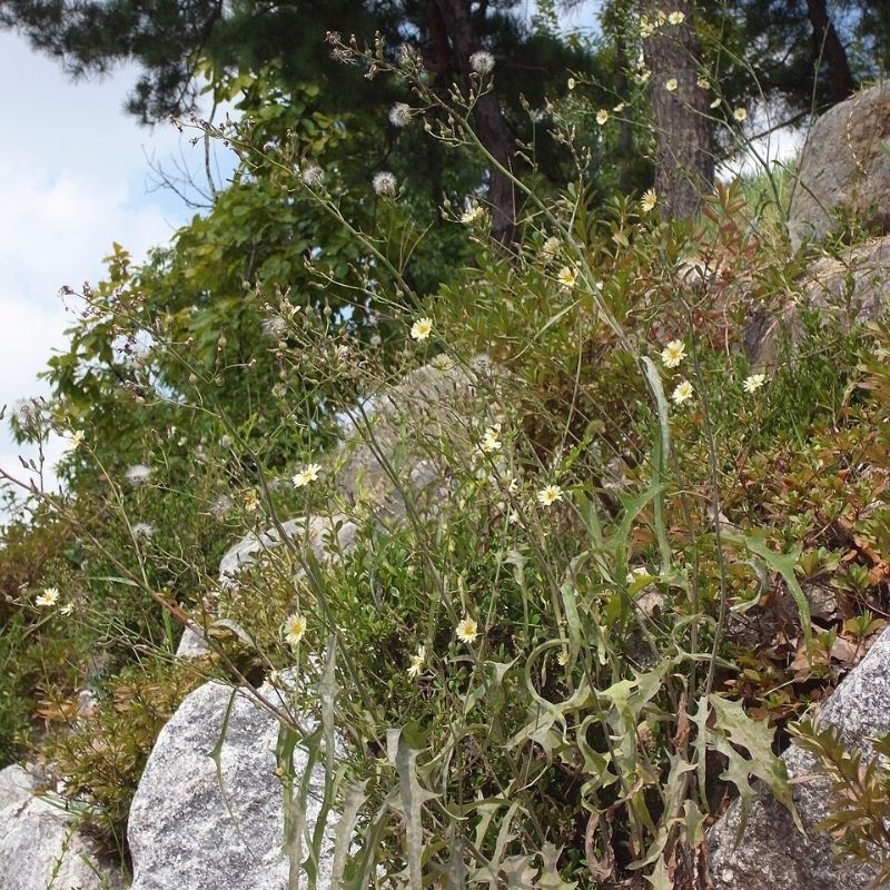 bo cong anh Lactuca indica