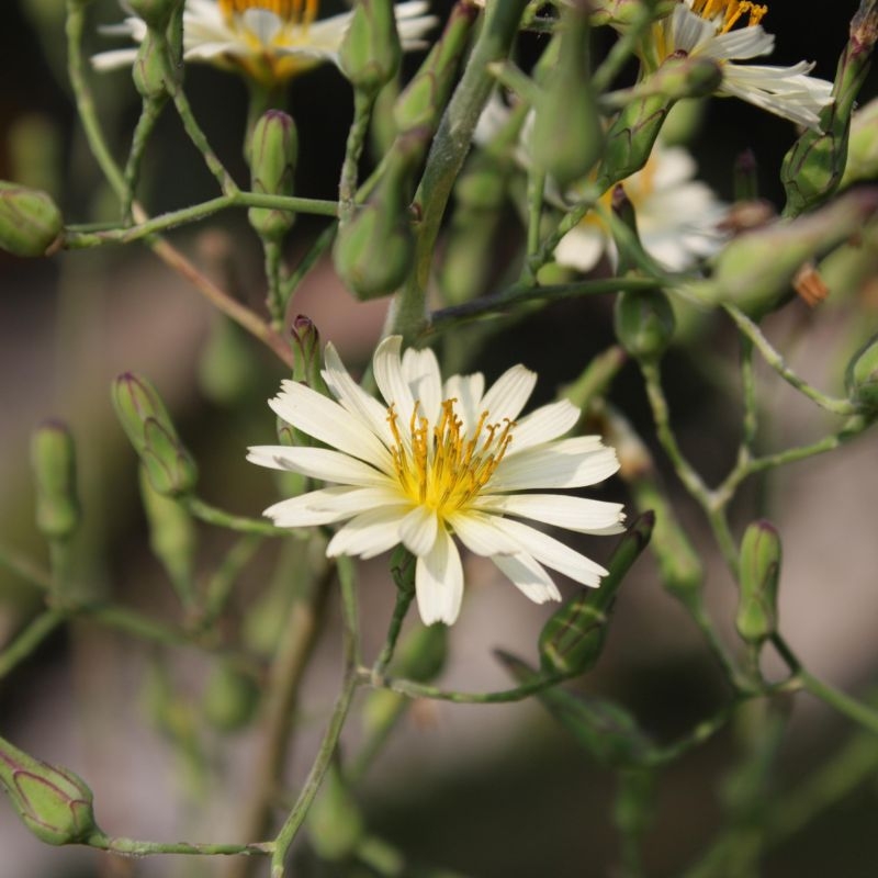 bo cong anh Lactuca indica