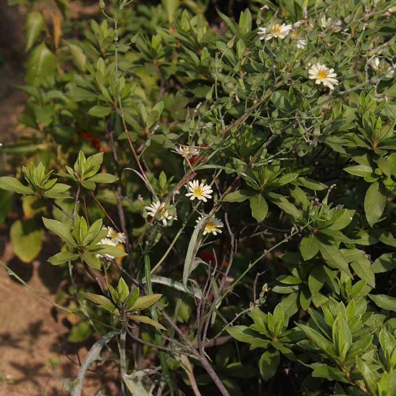 bo cong anh Lactuca indica