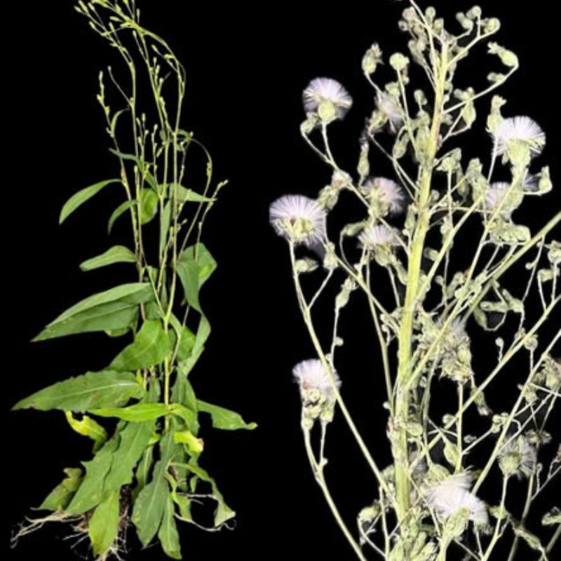 bo cong anh Lactuca indica