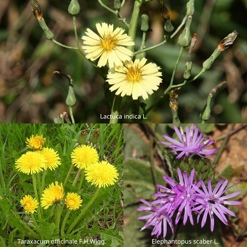 bo cong anh Lactuca indica 
