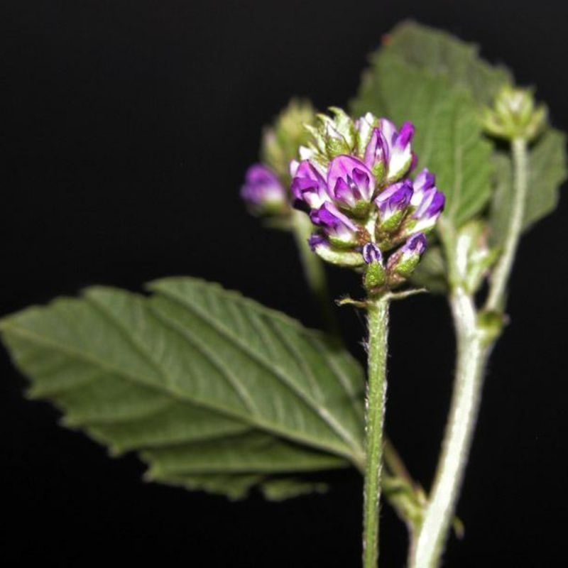 Bo cot chi Cullen corylifolium