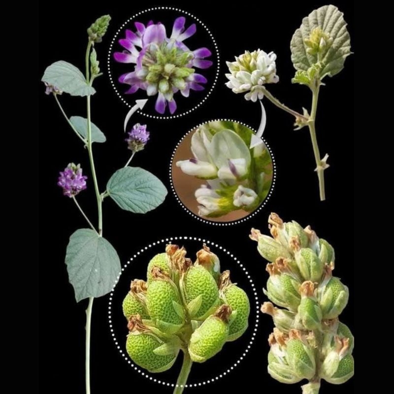 Bo cot chi Cullen corylifolium