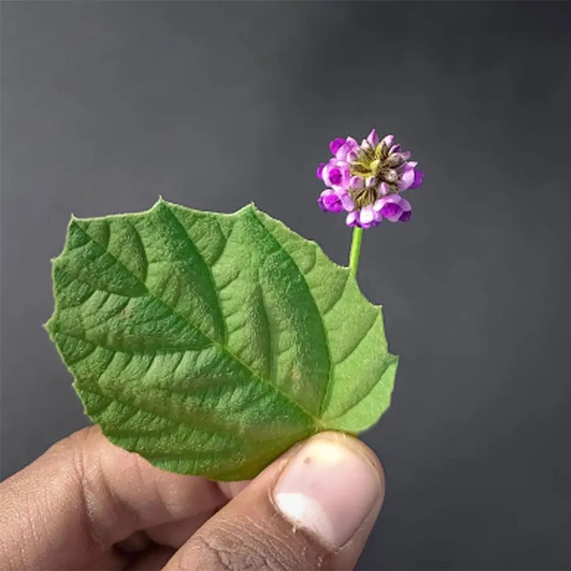 Bo cot chi Cullen corylifolium