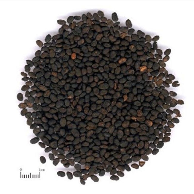 Bo cot chi Cullen corylifolium