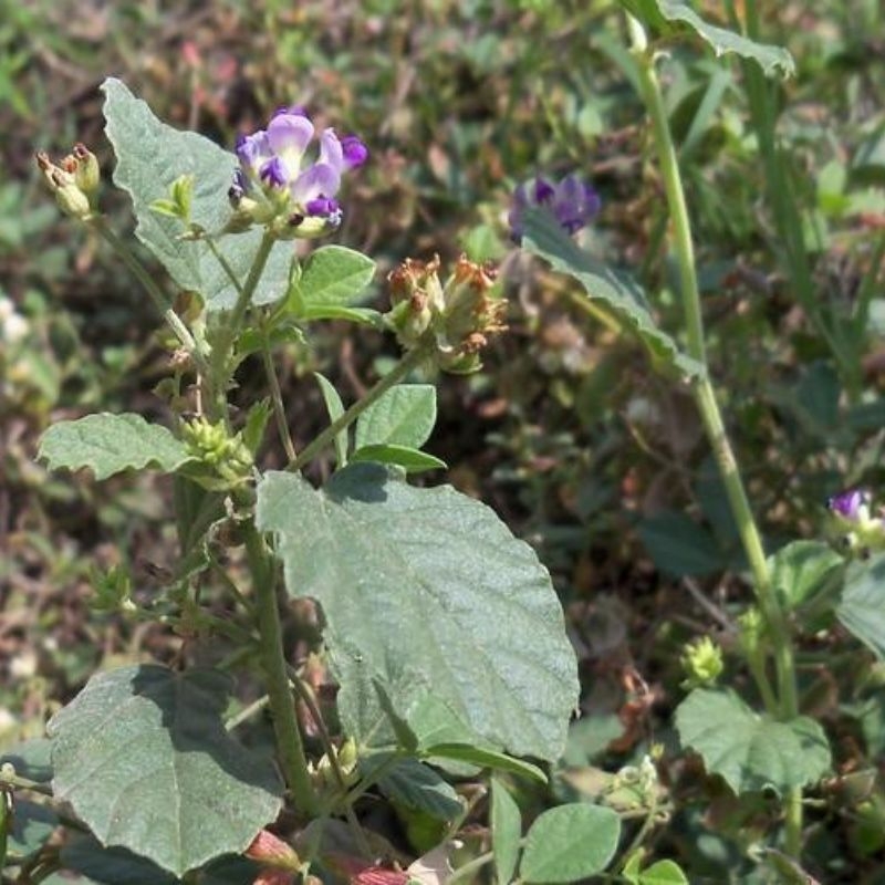 Bo cot chi Cullen corylifolium