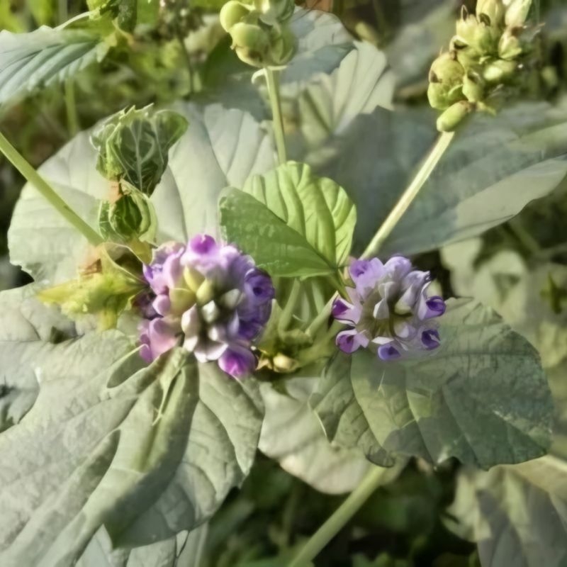 Bo cot chi Cullen corylifolium