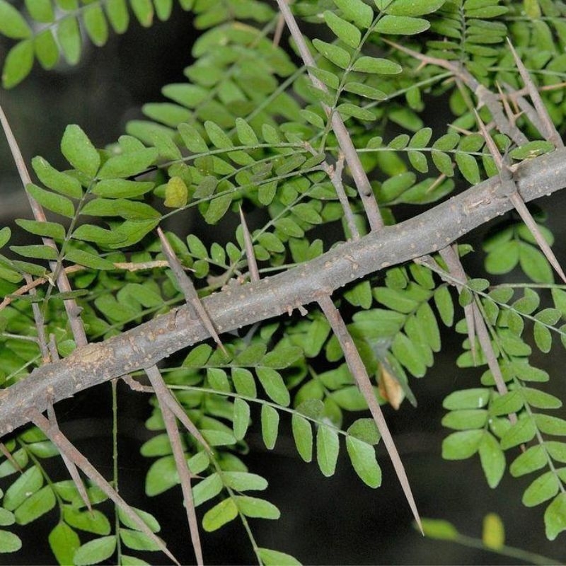 Bồ kết Gleditsia australis bo ket gleditsia australis