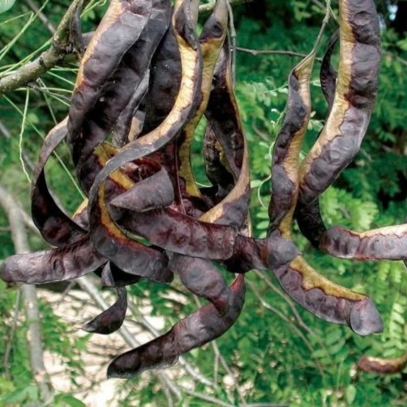 Bồ kết Gleditsia australis bo ket gleditsia australis