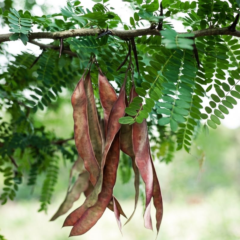 Bồ kết Gleditsia australis bo ket gleditsia australis