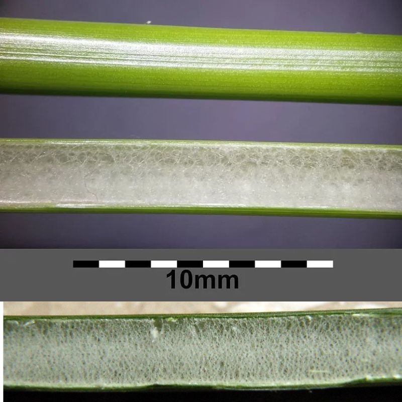 Bac den Juncus effusus