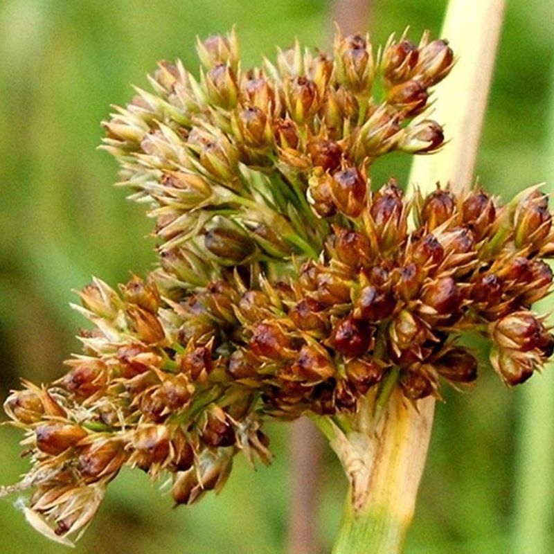 Bac den Juncus effusus