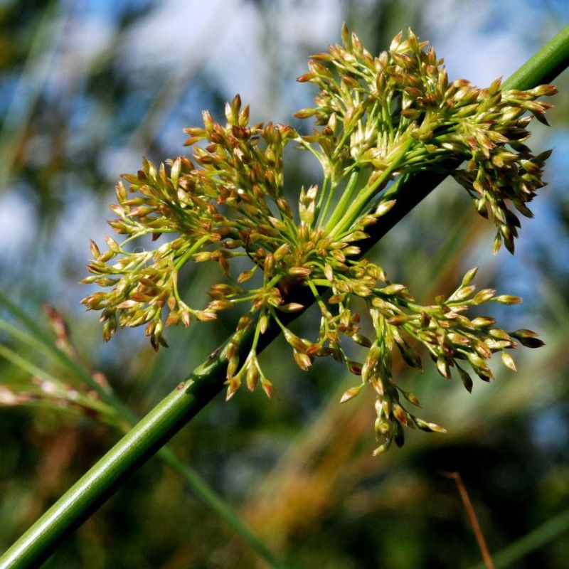 Bac den Juncus effusus