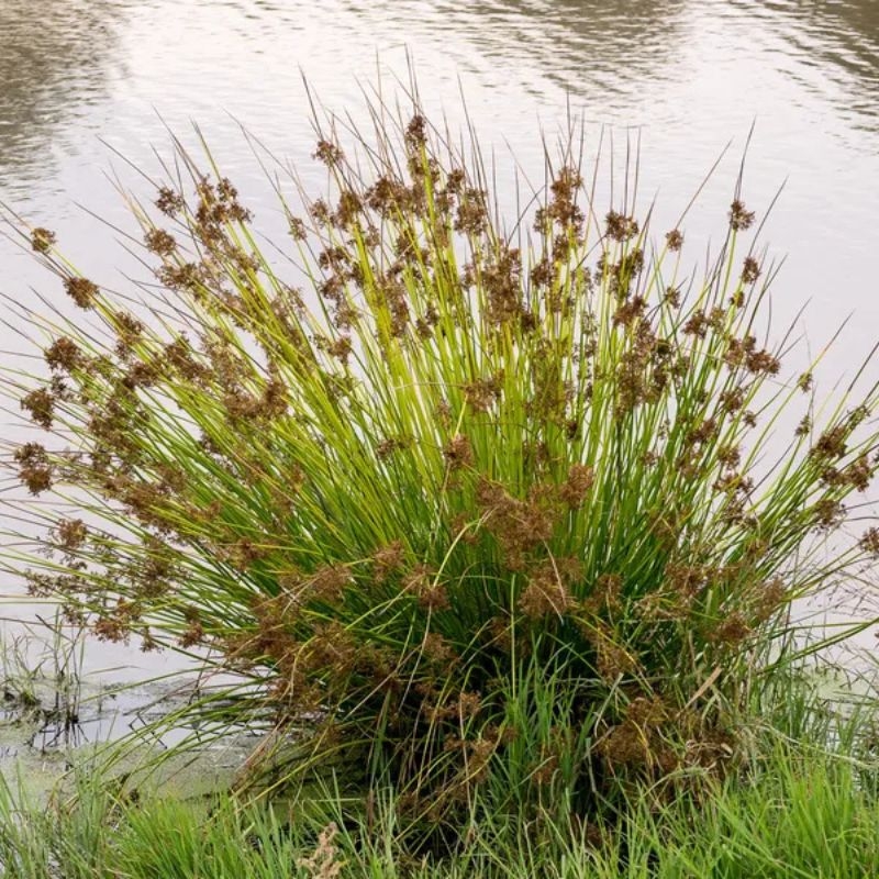 Bac den Juncus effusus
