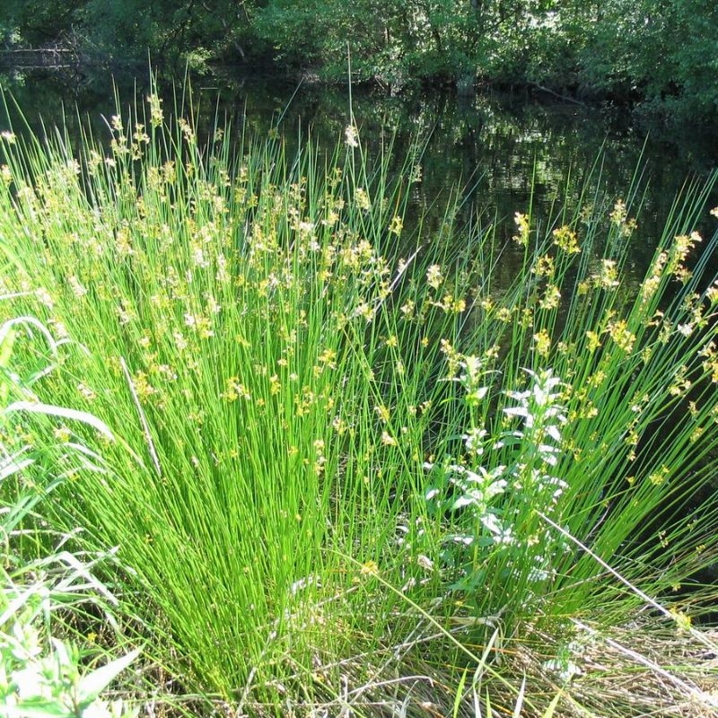 Bac den Juncus effusus