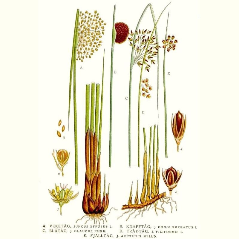 Bac den Juncus effusus