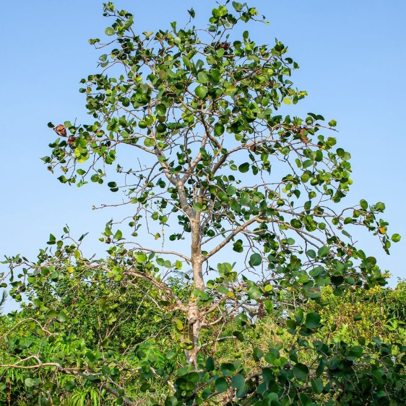 Cây bần Sonneratia caseolaris Cay ban Sonneratia caseolaris