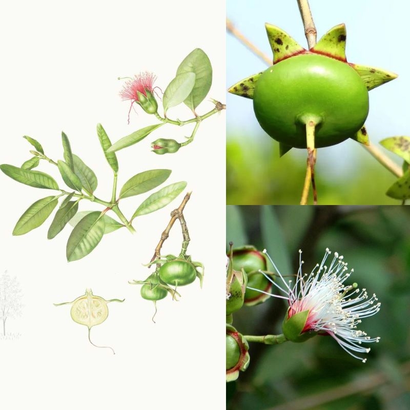 Cây bần Sonneratia caseolaris Cay ban Sonneratia caseolaris