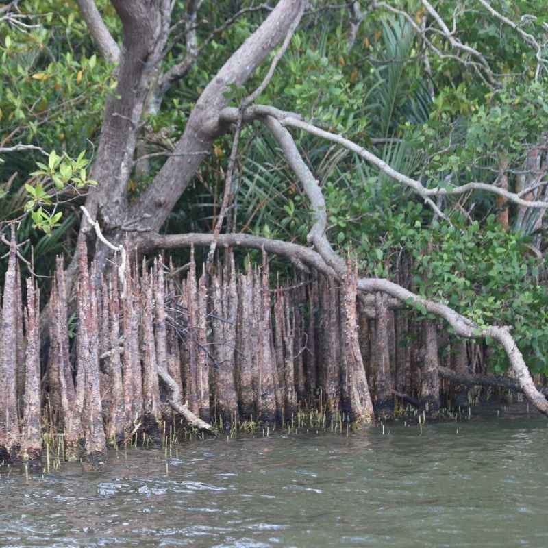 Cây bần Sonneratia caseolaris Cay ban Sonneratia caseolaris