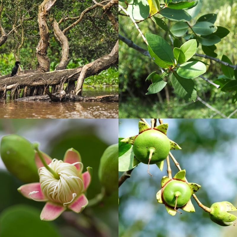 Cây bần Sonneratia caseolaris Cay ban Sonneratia caseolaris