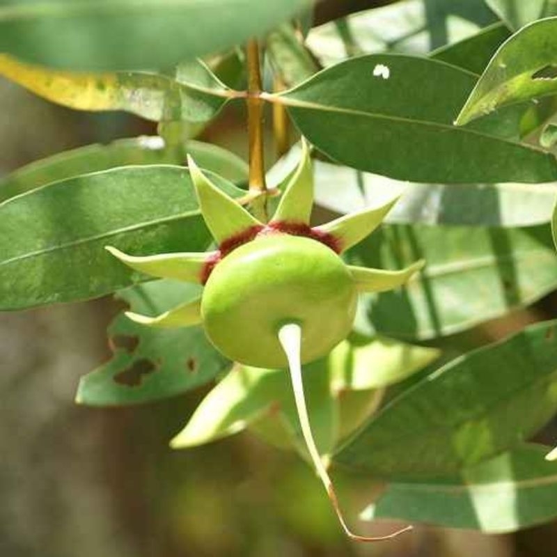 Cây bần Sonneratia caseolaris Cay ban Sonneratia caseolaris