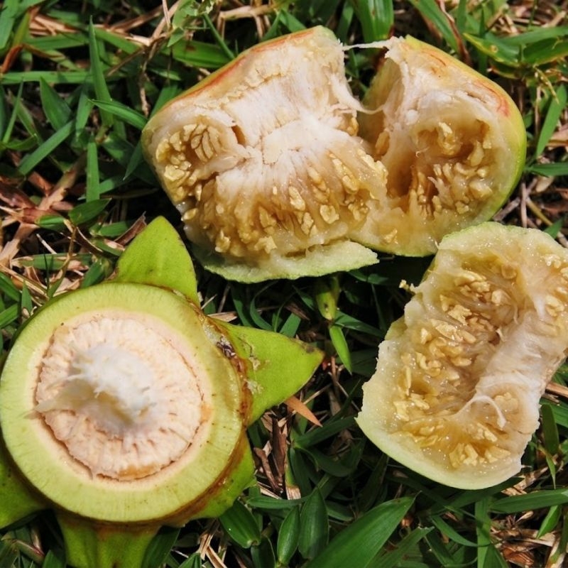 Cây bần Sonneratia caseolaris Cay ban Sonneratia caseolaris