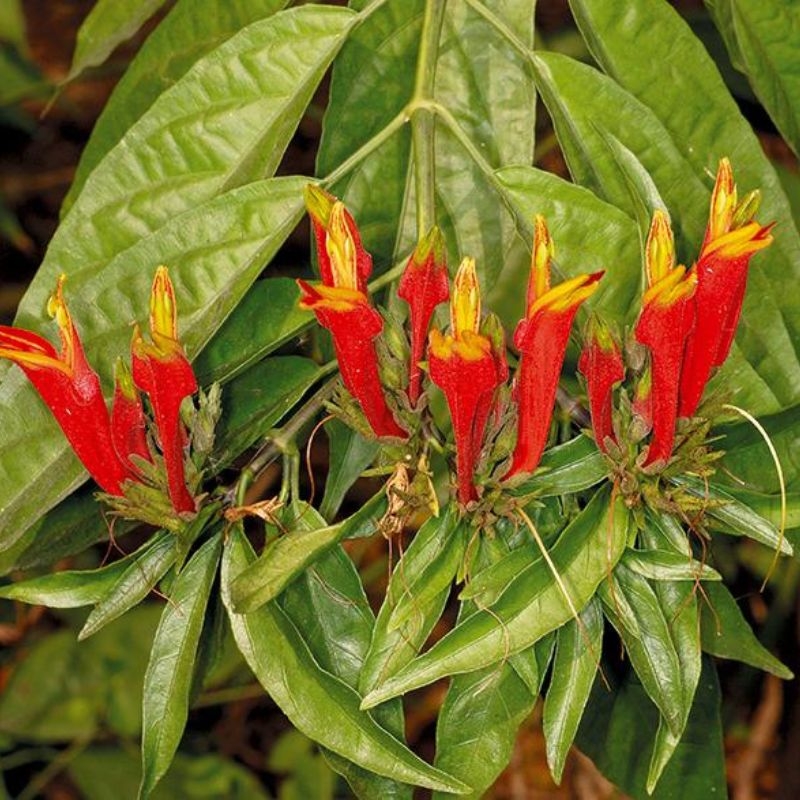 cây bìm bịp Clinacanthus nutans cay bim bip Clinacanthus nutans