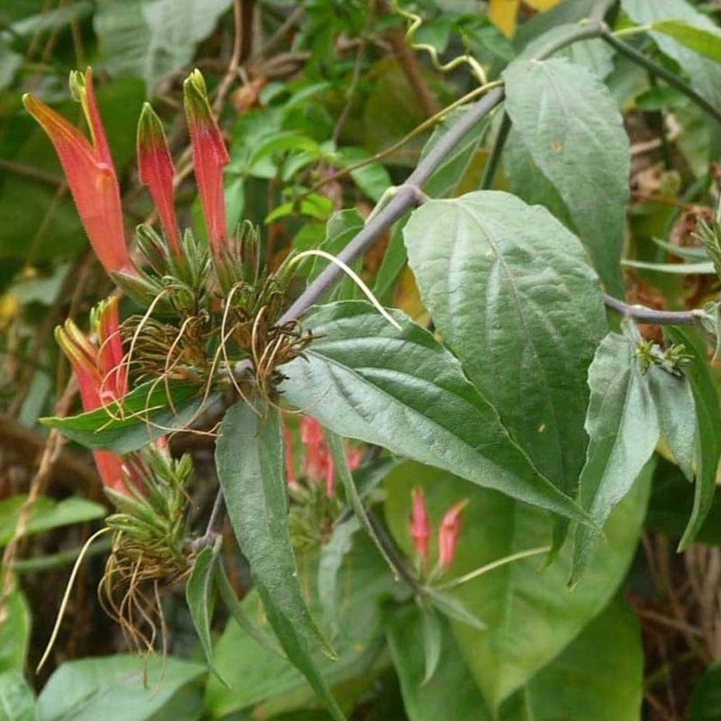 cây bìm bịp Clinacanthus nutans cay bim bip Clinacanthus nutans