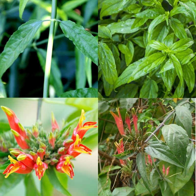 cây bìm bịp Clinacanthus nutans cay bim bip Clinacanthus nutans