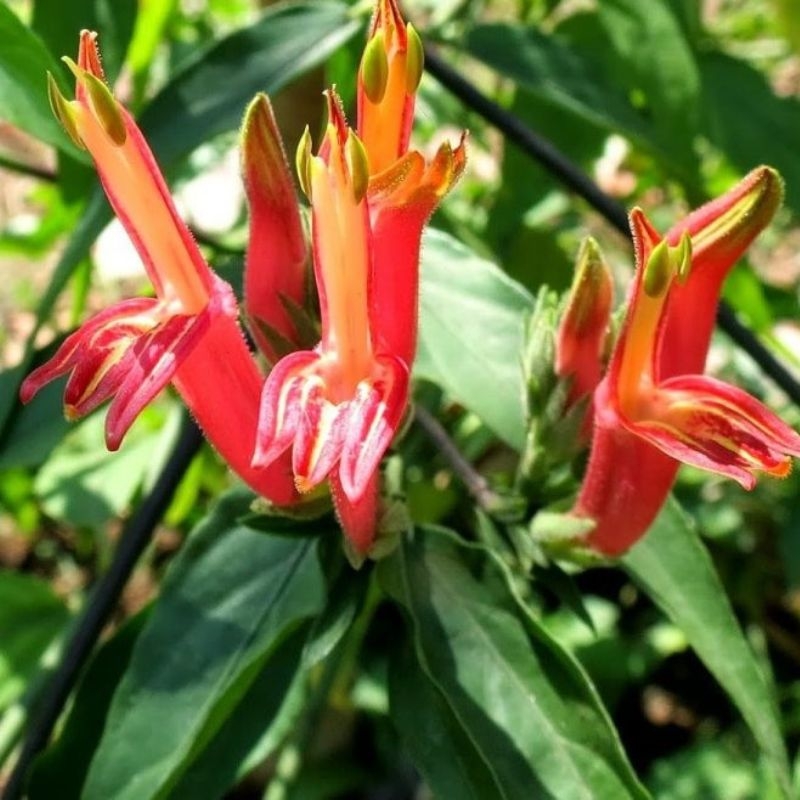 cây bìm bịp Clinacanthus nutans cay bim bip Clinacanthus nutans